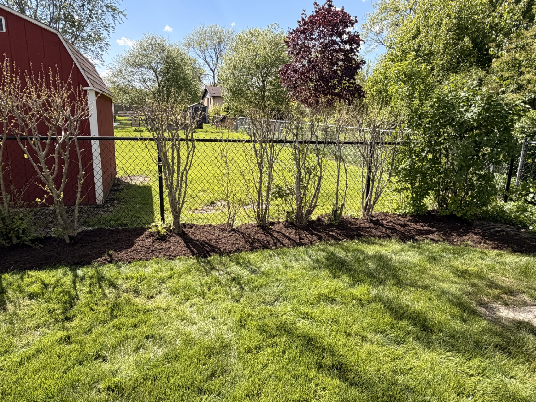 Restored hedge row with clean bed