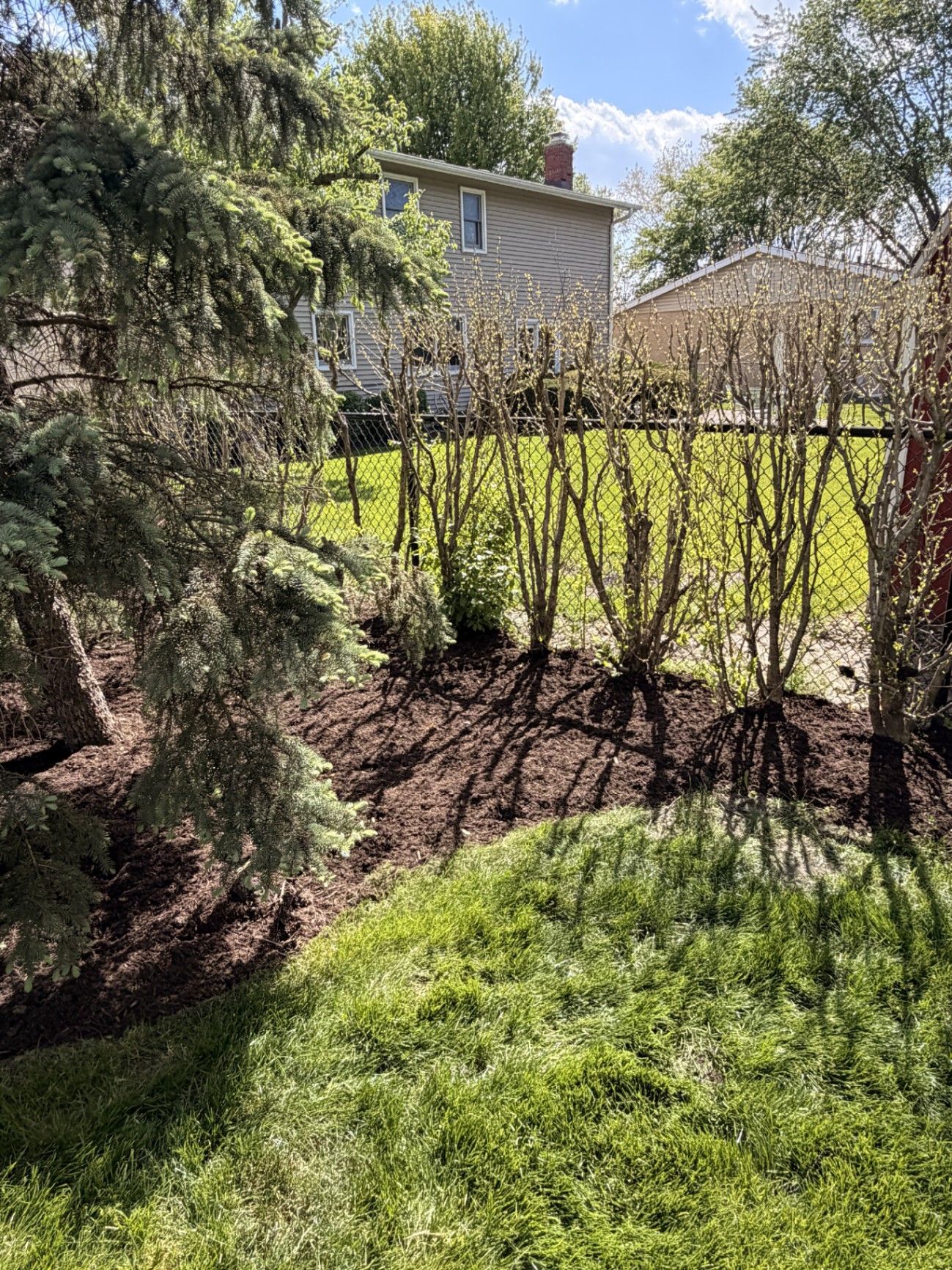 Fence-line bushes and fresh mulch