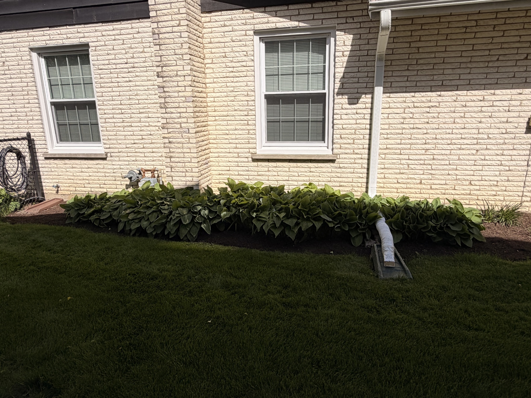 Hosta row with fresh edging