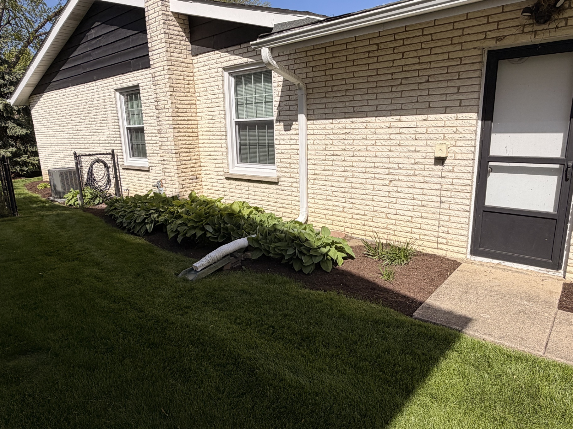 Hosta bed, wide view