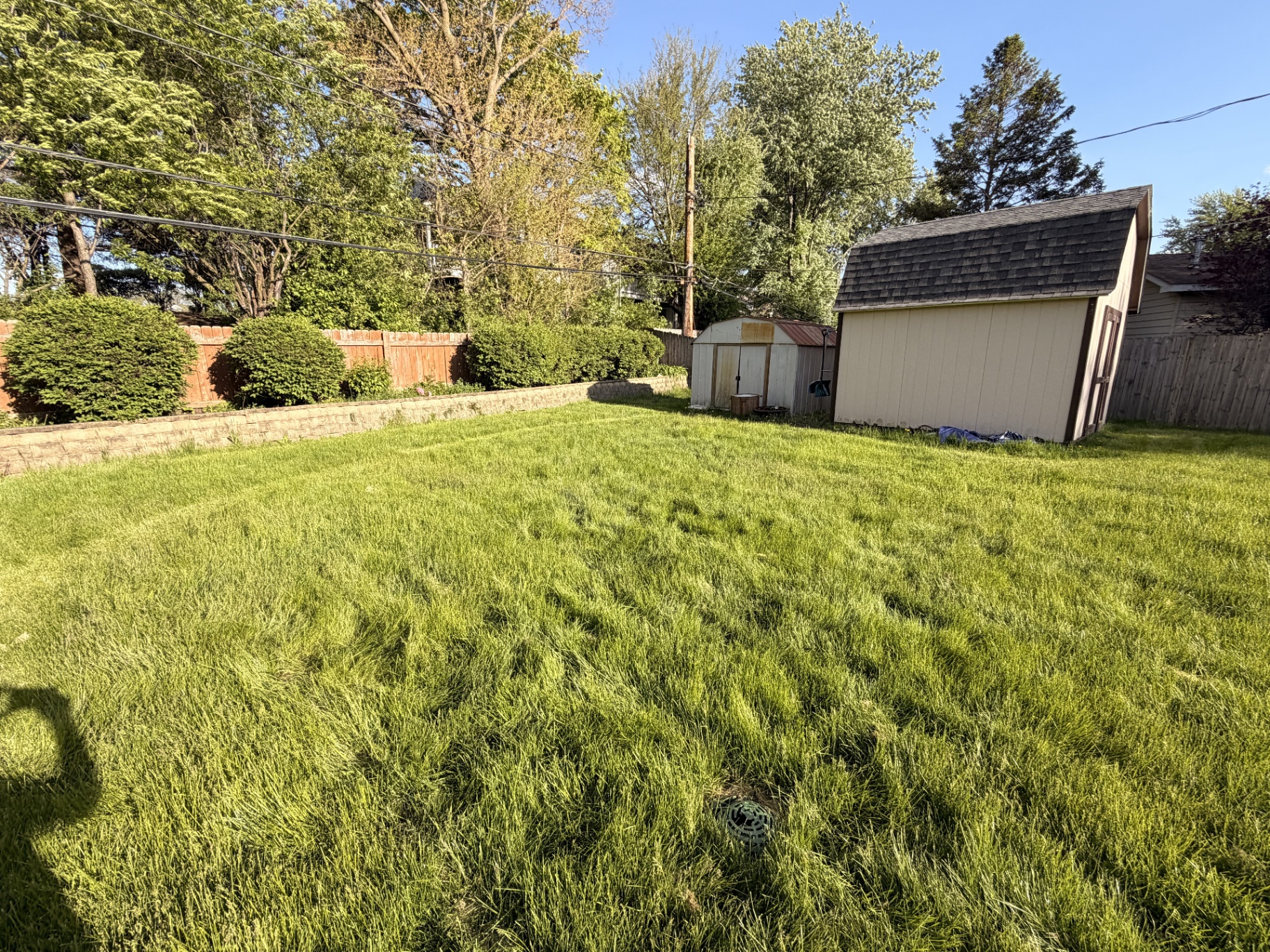 Overgrown backyard — ready for restore