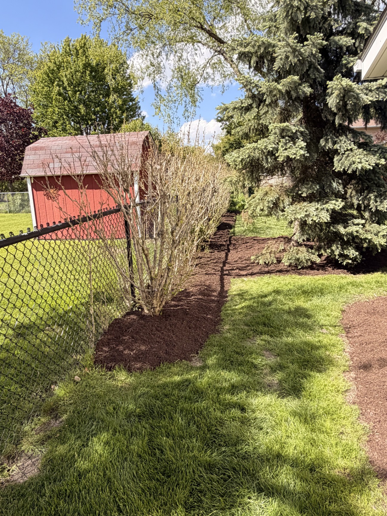 Crisp mulch line along the shed