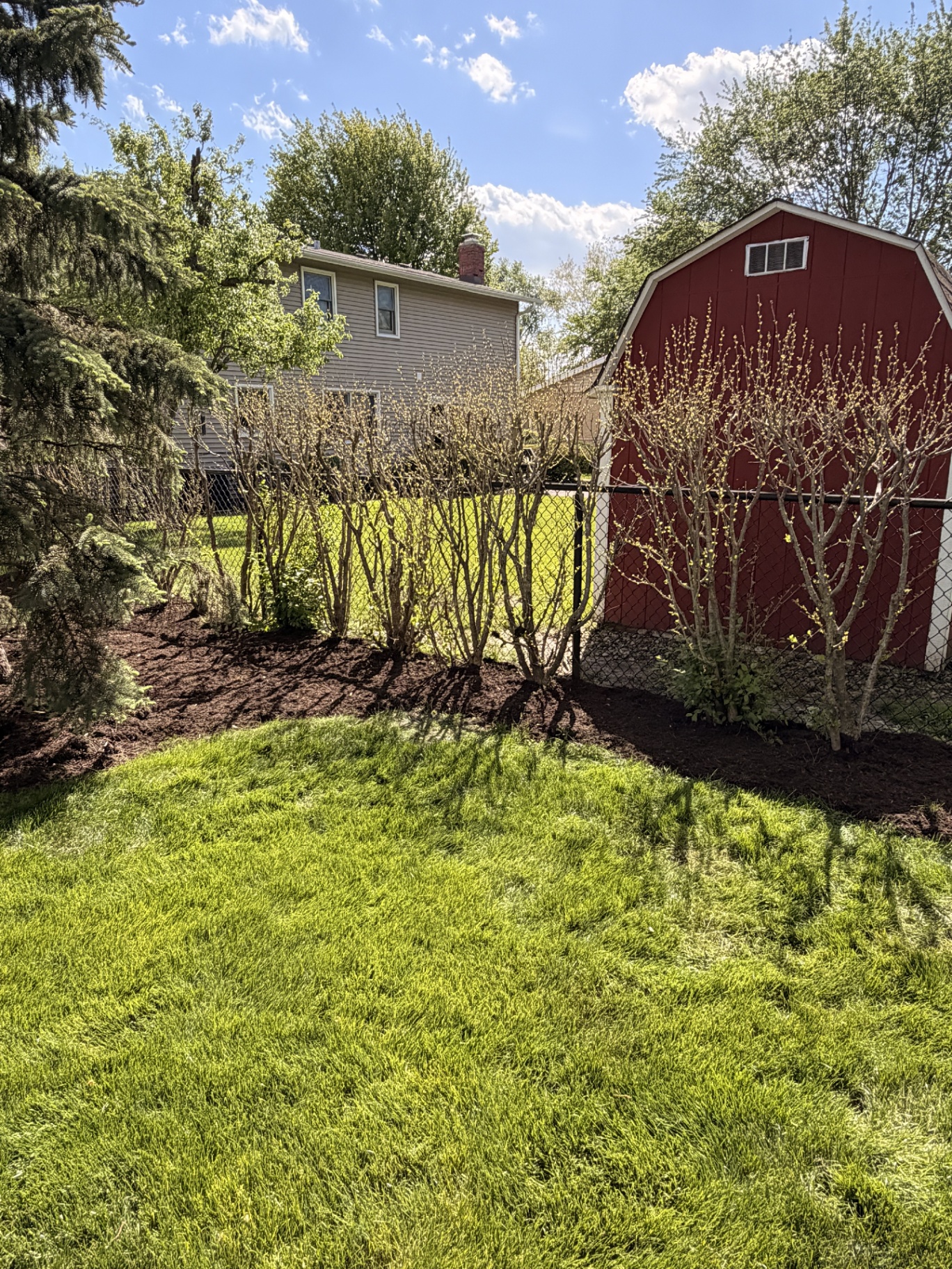 Backyard restore around shed and fence