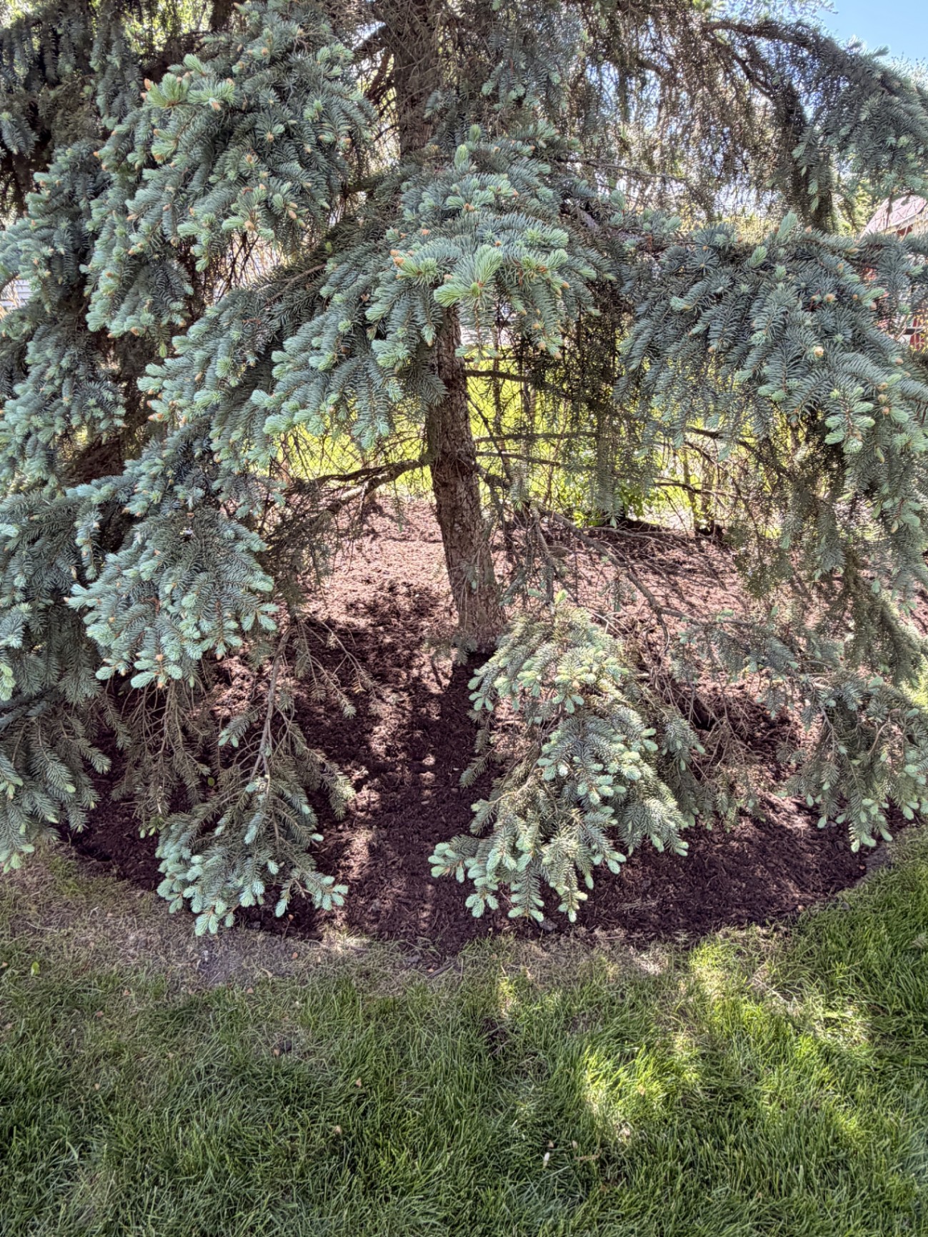 Blue spruce mulch ring